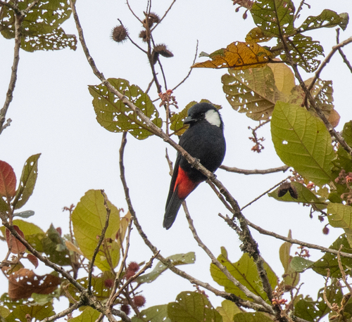 Mountain Peltops (Peltops montanus), photo 1