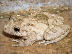 Scinax acuminatus