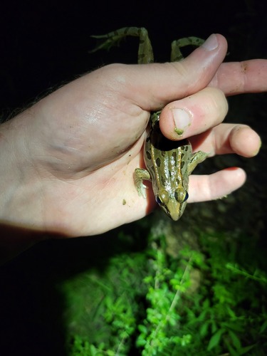 Southern Leopard Frog observed by adeczyn