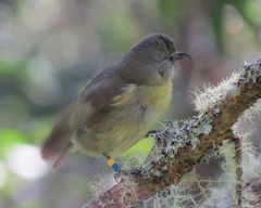 Hemignathus wilsoni