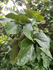 Ehretia resinosa, photograph (c) 祐, some rights reserved (CC BY)