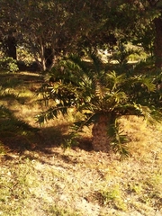 Encephalartos altensteinii