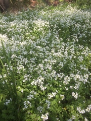 Cardamine amara