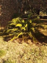 Encephalartos longifolius