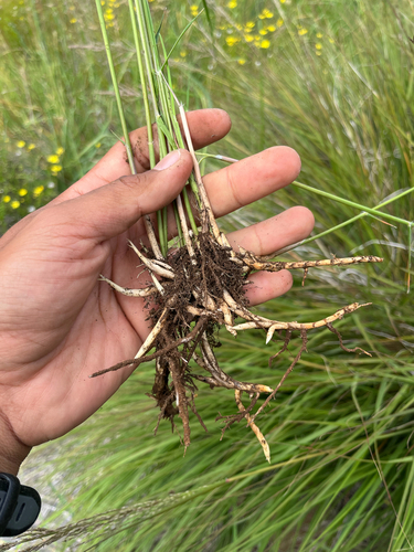 Eragrostis atropioides observed 2026-07-17