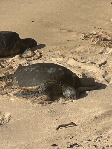 Green Sea Turtle observed by mrs_chili6