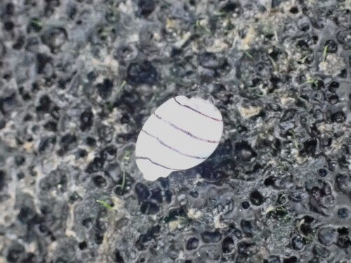 Aplustrum amplustre observed 2026-07-10