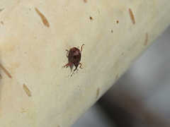 Anthonomus conspersus