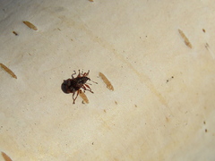 Anthonomus conspersus