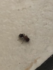 Pseudomethoca mulaiki