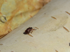 Anthonomus conspersus