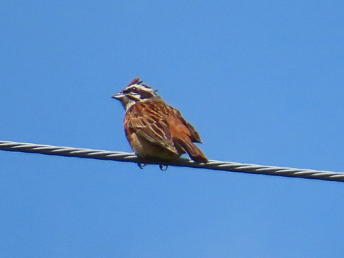 Escribano de Brandt (Emberiza cioides)