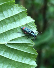Malachius bipustulatus