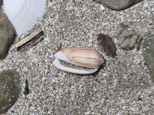 Oliva polpasta, 2026-07-17