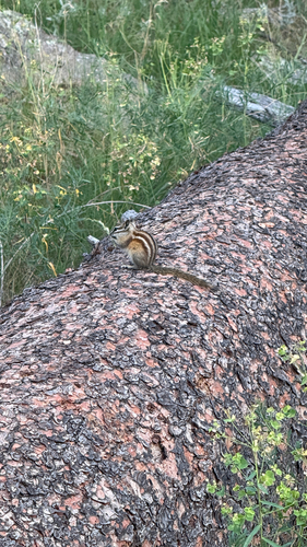 Least Chipmunk observed by apeairs