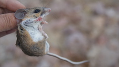 Peromyscus labecula