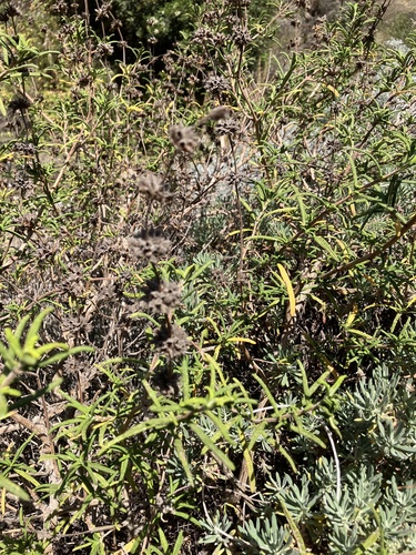Salvia brandegeei, photograph 2