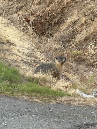 Yellow-bellied Marmot observed by sculpin_saves
