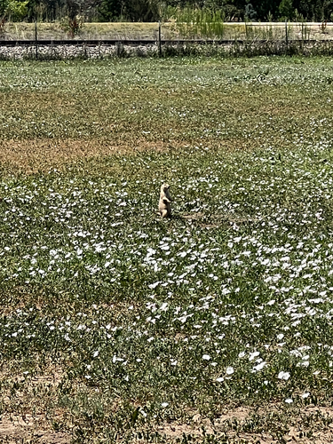 Black-tailed Prairie Dog observed by observer9262