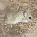 Plains Harvest Mouse - Photo (c) Elizabeth Esperanza Aragón Piña, some rights reserved (CC BY-NC), uploaded by Elizabeth Esperanza Aragón Piña