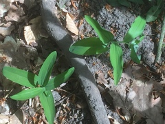 Polygonatum multiflorum