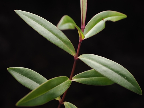 Veronica bishopiana observed 2026-07-18