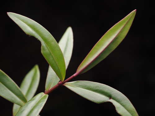 Veronica bishopiana, photograph 1