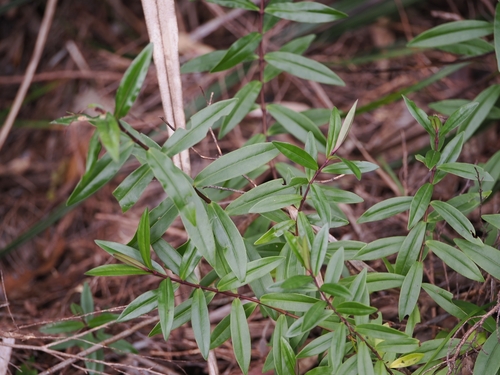 Veronica bishopiana, photograph 2