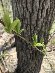 Dirca palustris
