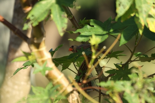 Cardinalis cardinalis observed 2026-07-17