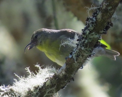Hemignathus wilsoni