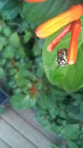 Red Dwarf Honey Bee