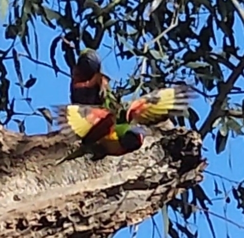 Rainbow Lorikeet