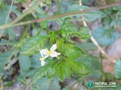 Solanum palitans