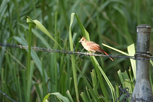 Cardinalis cardinalis observed 2026-07-17