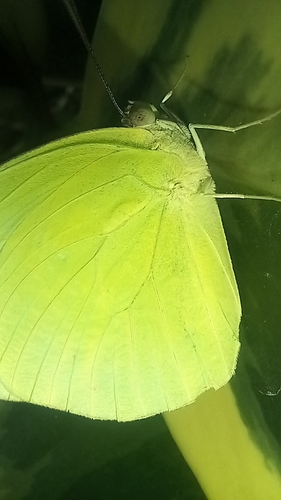 Lemon Migrant