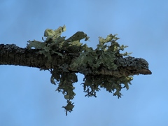 Ramalina sinensis