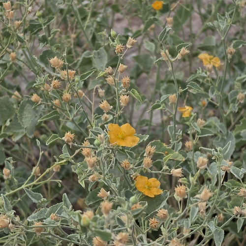 Yellow Indian Mallow