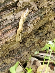 Bipalium pennsylvanicum
