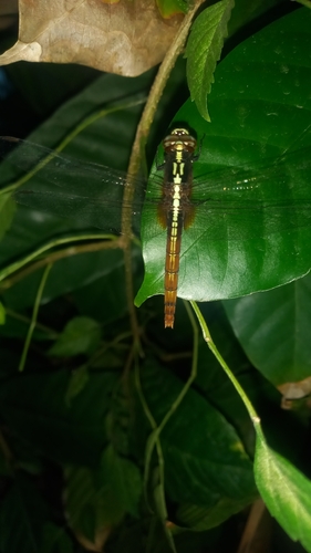 Rufous Marsh Glider