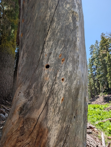 iNaturalist observation photo of Woodpeckers