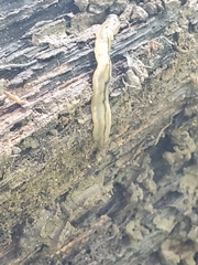 Bipalium pennsylvanicum