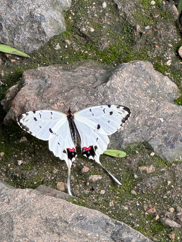 Dragon Swallowtail