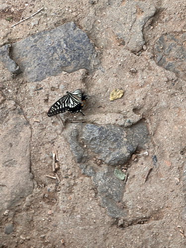 Chinese Yellow Swallowtail