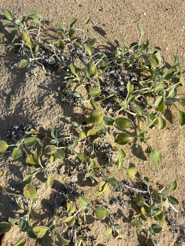Arctotheca populifolia, photograph 3