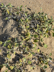 Arctotheca populifolia, photograph (c) Bryce Watts-Parker, some rights reserved (CC BY)