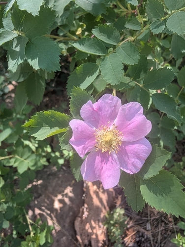 iNaturalist observation photo of roses