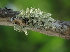 Ramalina sinensis