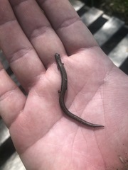 Batrachoseps gregarius