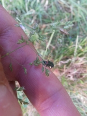 Malachius bipustulatus